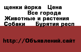 щенки йорка › Цена ­ 15 000 - Все города Животные и растения » Собаки   . Бурятия респ.